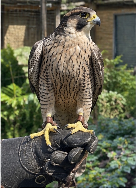Barbary × Peregrine