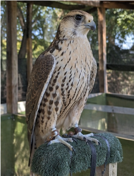 European Saker