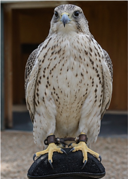 Gyr × Saker